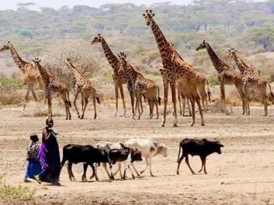 Maasai are the Guardians of Life on&nbsp;Earth
