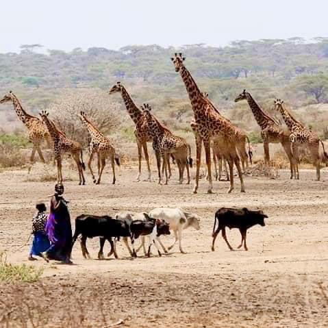 Maasai are the Guardians of Life on&nbsp;Earth