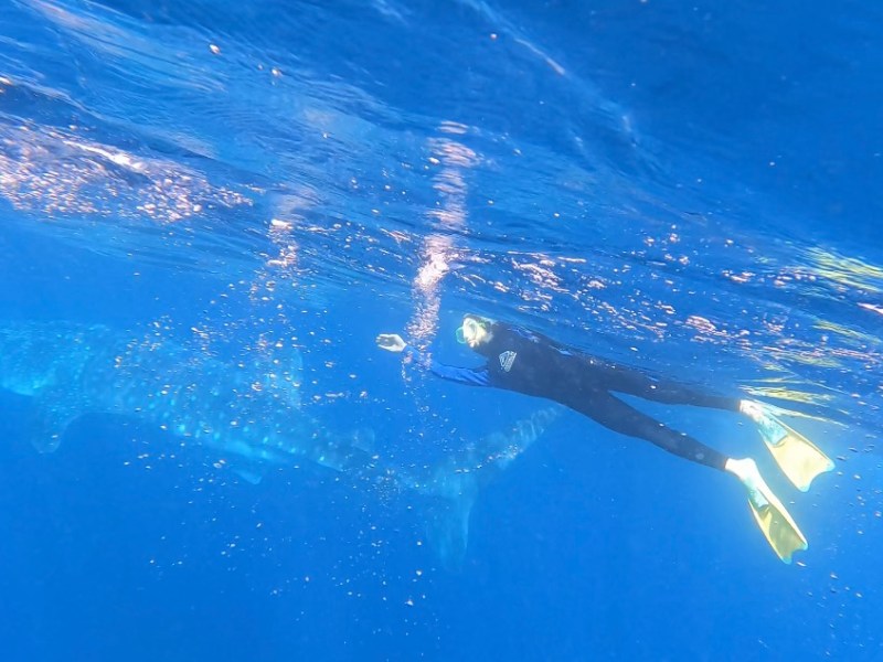Whispers of Giants: Adventure in the Ningaloo&nbsp;Reef