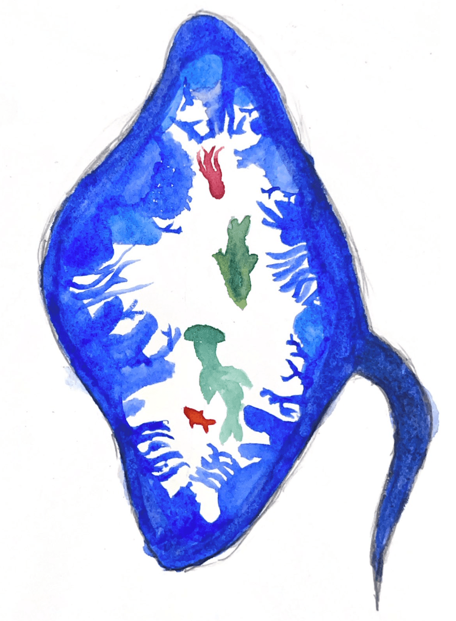 A Roughtail Stingray in&nbsp;Cuba