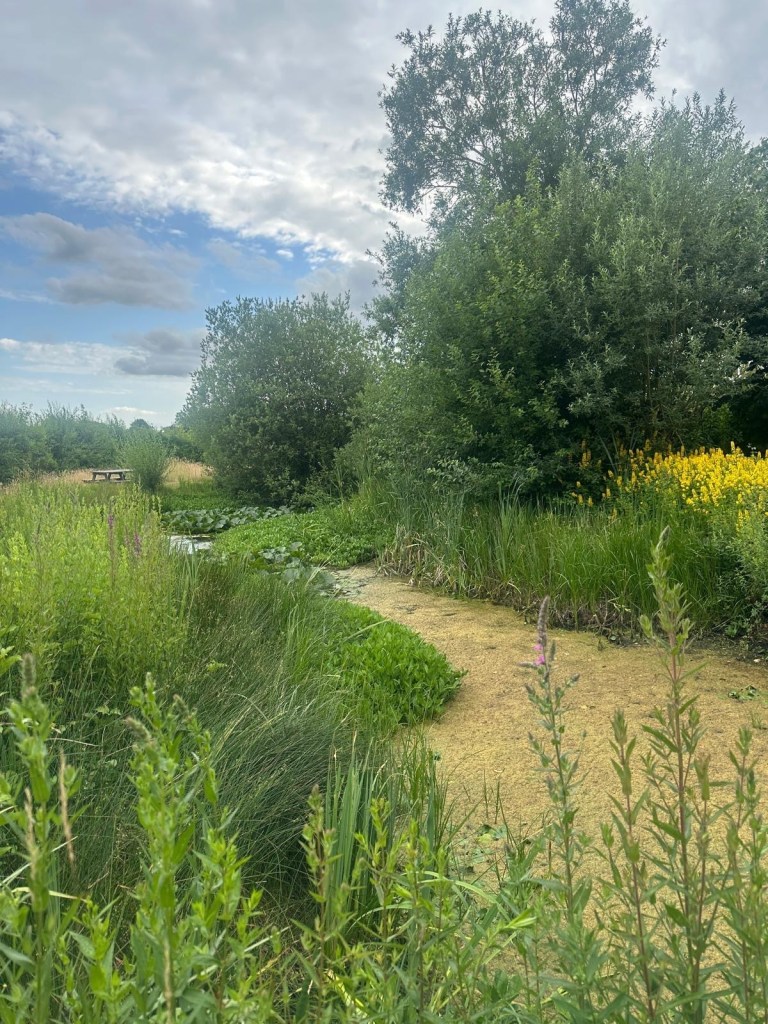 Fenland vegetation and open water under a bright sky
