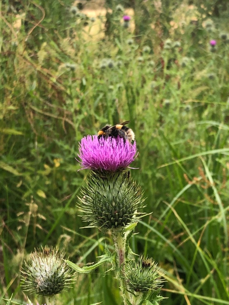 A bumblebee feeding on a purple thistle flower among long grass