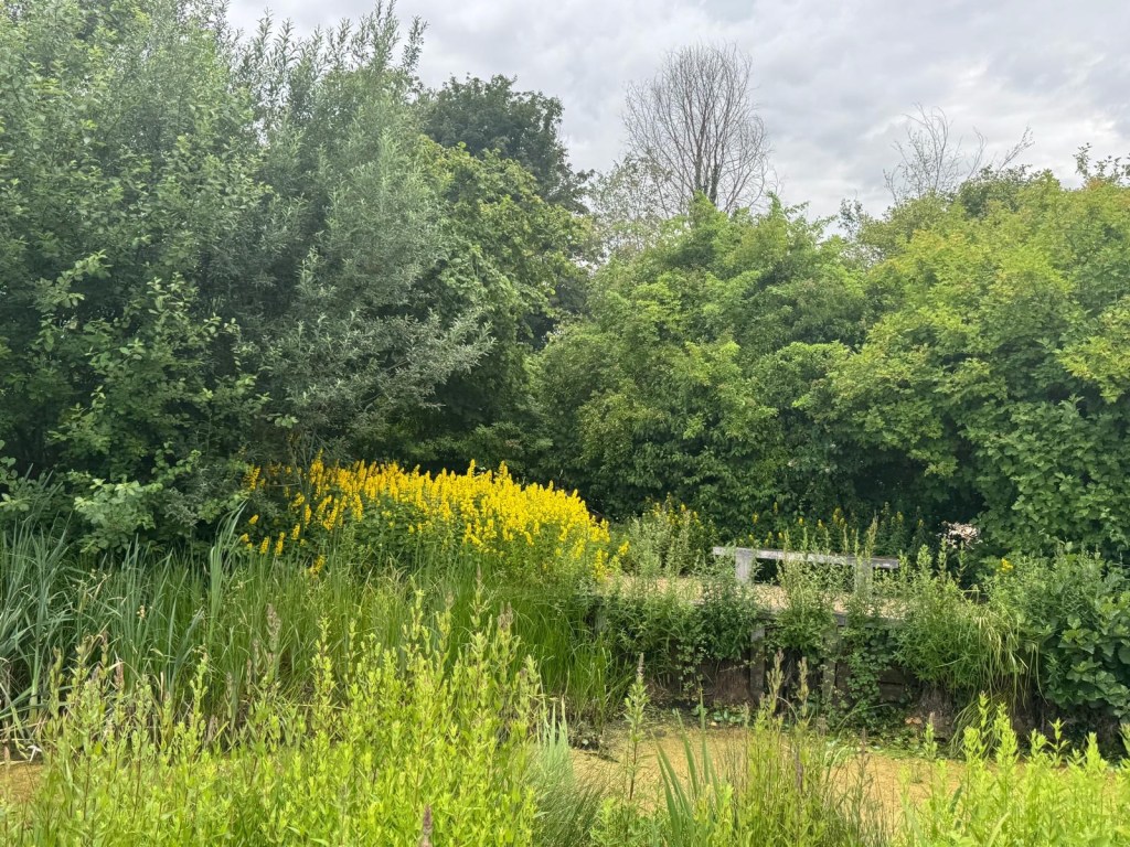 Green vegetation and waterway in the Cambridgeshire fens