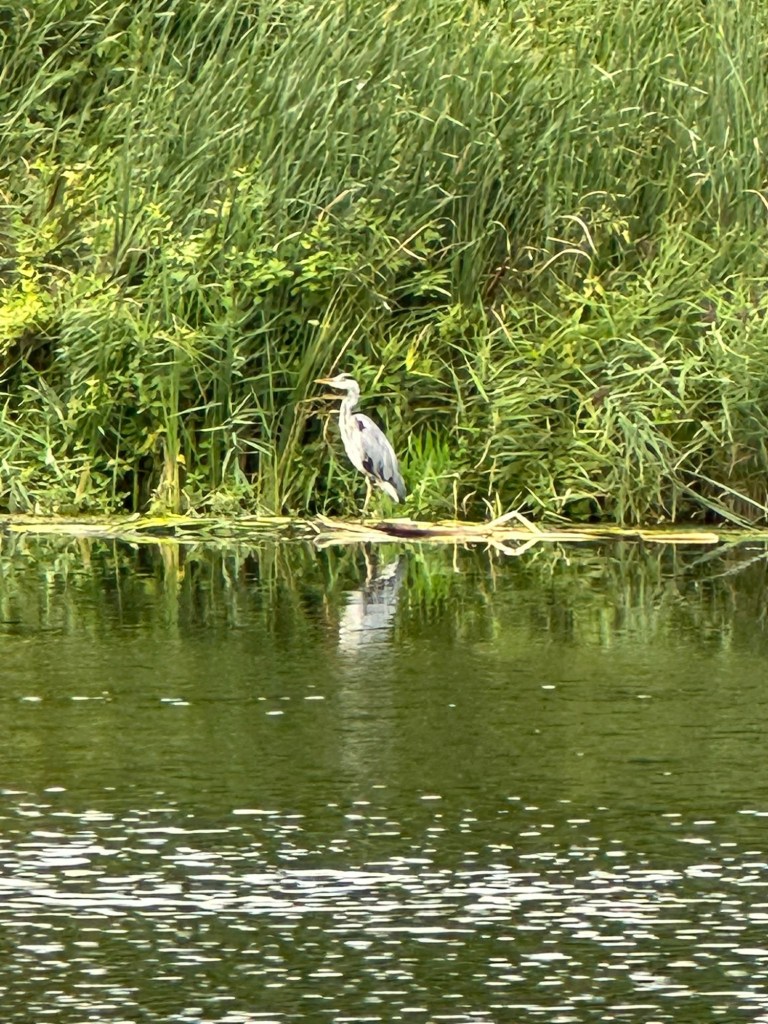 A grey heron standing motionless on a reedy river bank