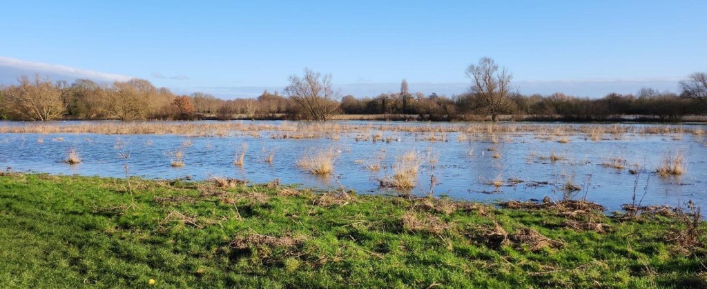 A wide stretch of wet grassland holding standing water after rain, under a blue sky