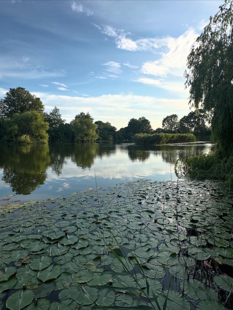 Open water covered with lily pads, fringed by trees under a bright sky
